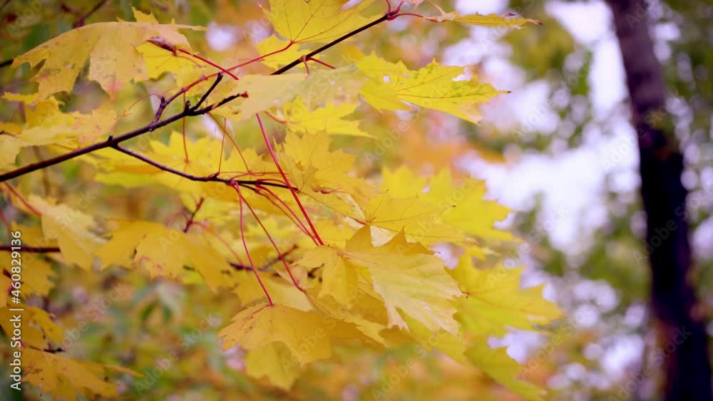Blurred Red-yellow green maple leaves on a branch. Autumn concept. Blurred Red-yellow green maple leaves on a branch. Autumn concept.