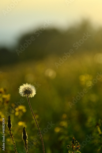 Dandelion on the field