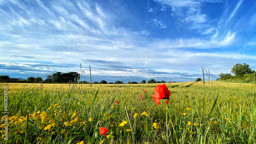 landscape of wheatfield with poppy in forground