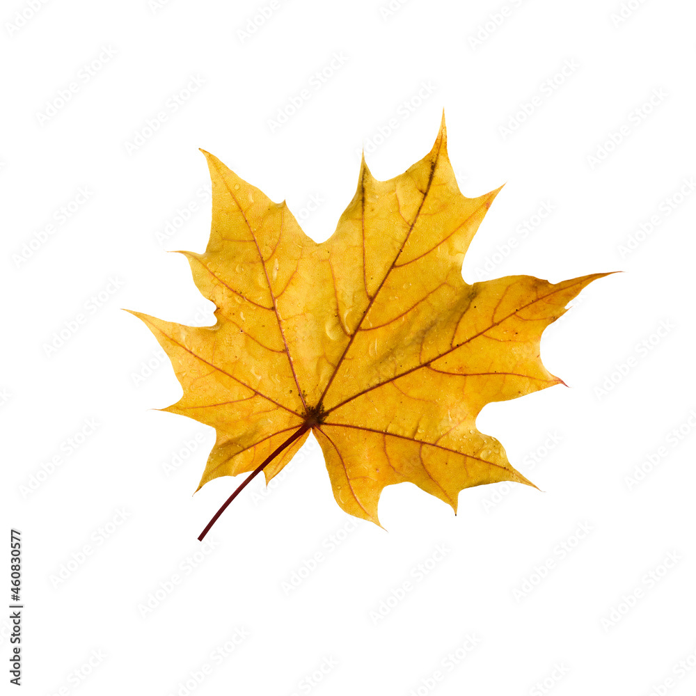 Obraz premium Autumn maple leaf isolated on white background