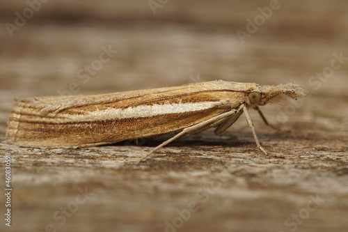 Closeup on the Pale-streak grass veneer moth, Agriphila selasell photo