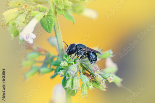 Close-up shot of a small dark Osmia caerulescens bee on a beautiful flower in Gard, France photo