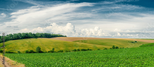Green field with forest on the horizon. White clouds over the ground. Summer day, panorama © romankrykh
