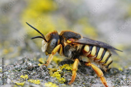 Lateral closeup on a female of the Grohmann's Yellow-Resin Bee,  Icteranthidium grohmanni photo