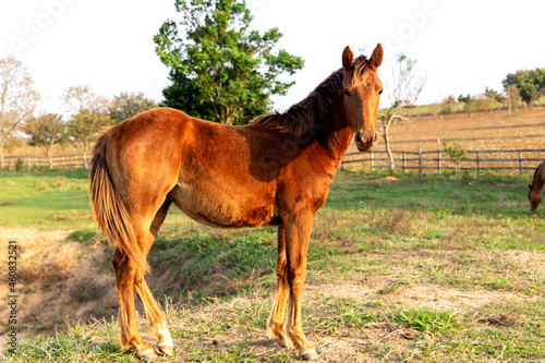 A beautiful brown mare in a pasture of a farm on a golden summer afternoon. with a beautiful mane © Pedro