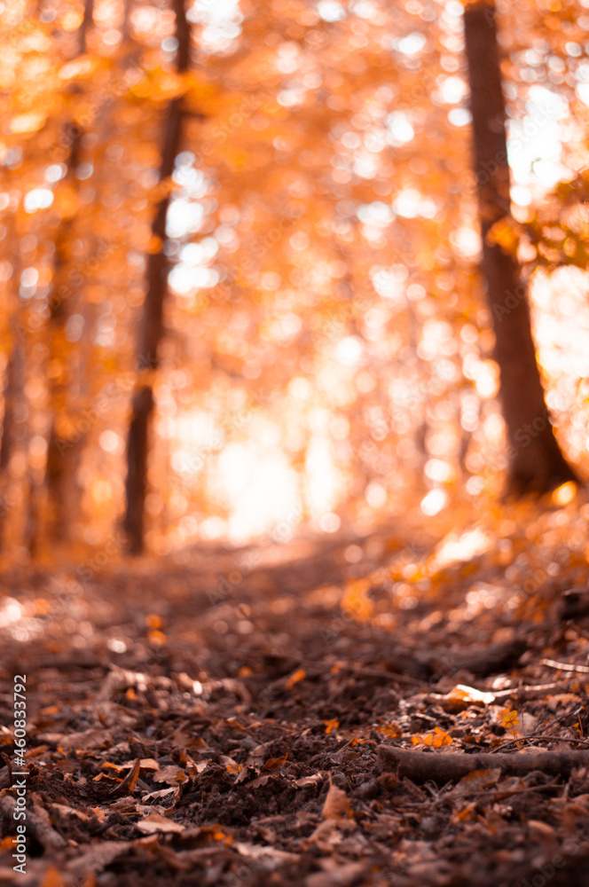 defocused autumn background in the forest defocused autumn background in the forest