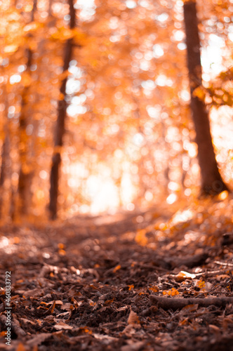 defocused autumn background in the forest