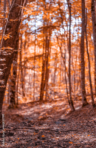 defocused autumn background in the forest