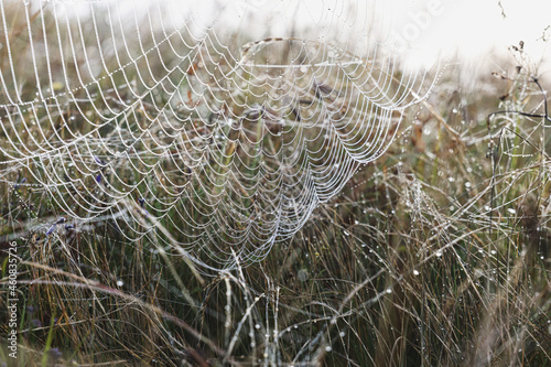 Closeup view of cobweb with dew drops on meadow
