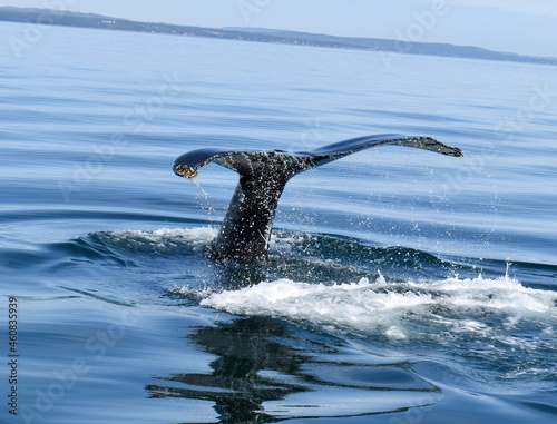 humpback whale tail © Galahad