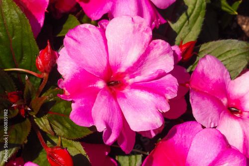 Pink flower impatiens walleriana or busy lizzie flower. Garden or Zanzibar balsam photo