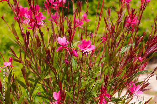 Pink Gaura flowers in garden. Oenothera lindheimeri or Gaura lindheimeri photo