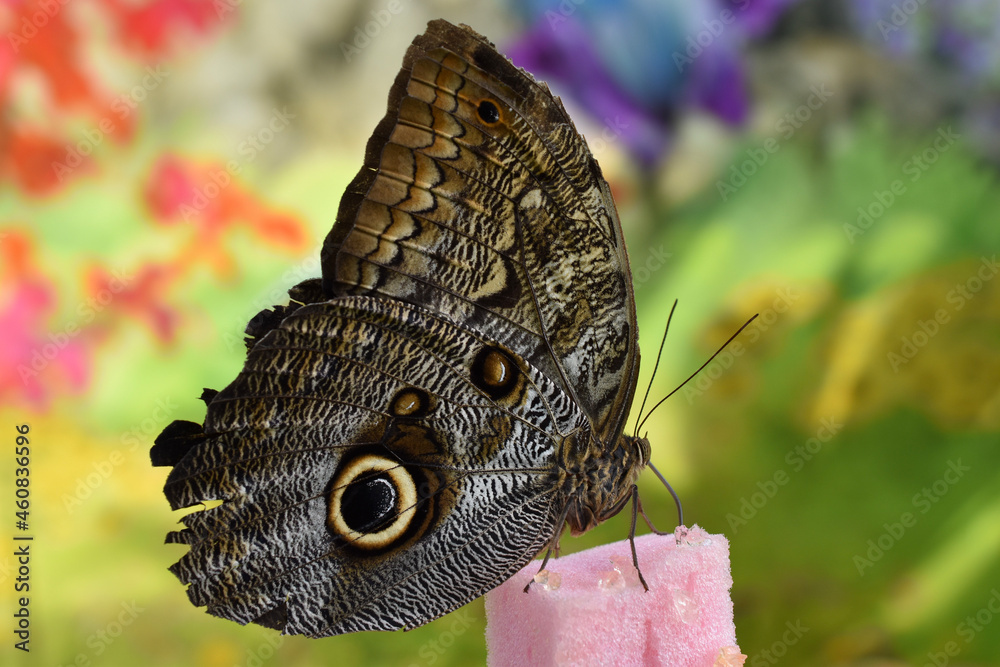 Fototapeta premium butterfly on a flower