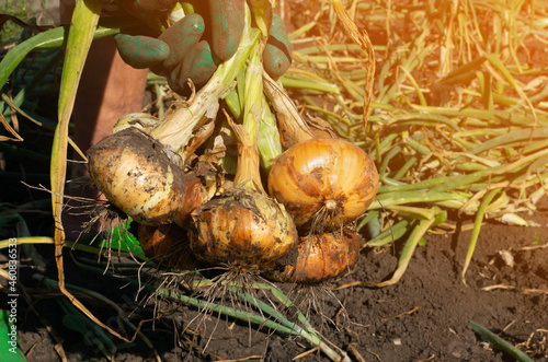 Eco onion harvest in kitchen garden, onion in farmer hands
