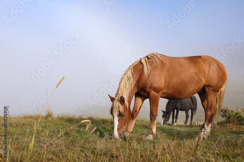 Horses grazing on pasture in misty morning. Lovely domesticated pets