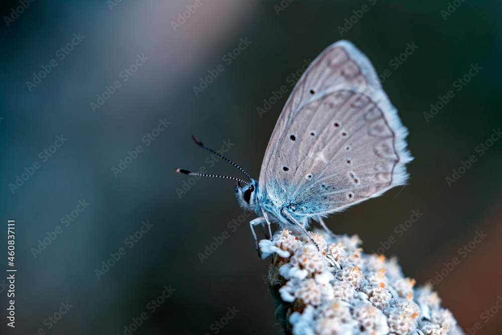 Macro shots, Beautiful nature scene. Closeup beautiful butterfly sitting on the flower in a summer garden. Macro shots, Beautiful nature scene. Closeup beautiful butterfly sitting on the flower in a summer garden.