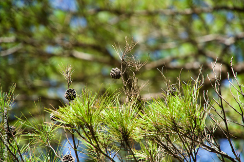 Close up the pinecones on tree. photo