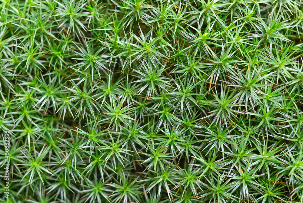 Green moss growing on the forest floor Green moss growing on the forest floor