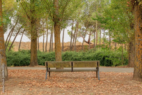 bench to sit with trees in the background