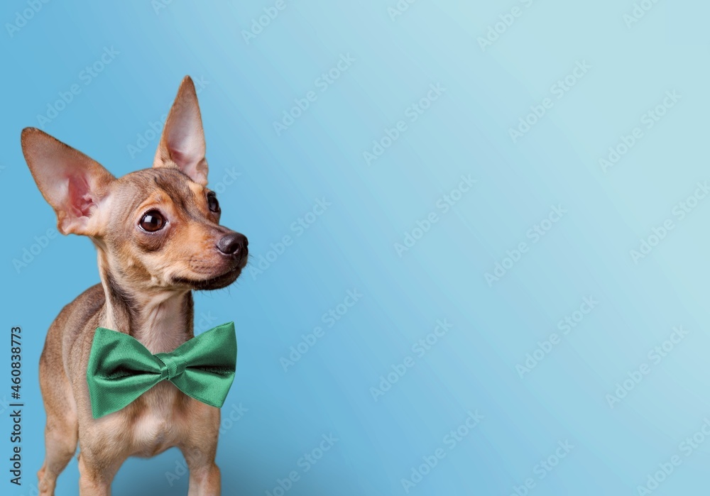 Cute dog with green bowtie on background. St. Patrick's Day celebration Cute dog with green bowtie on background. St. Patrick's Day celebration
