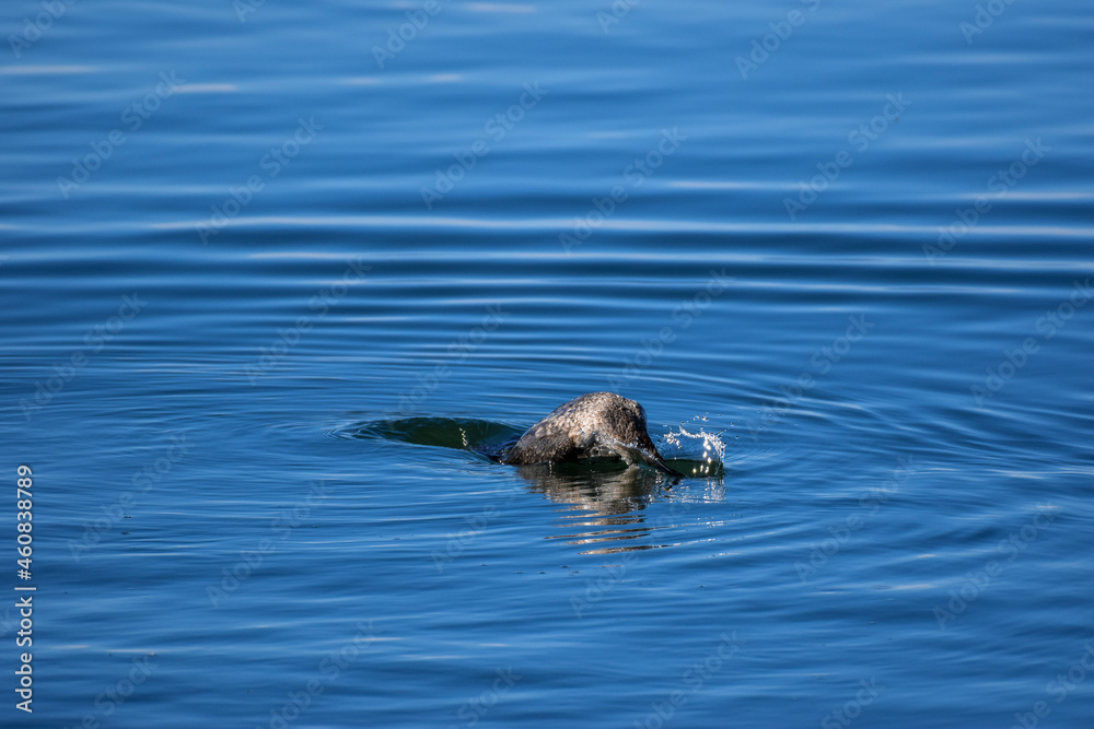 Fototapeta premium great crested grebe