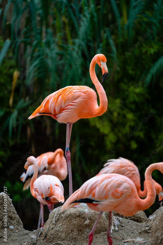 Photography Poster orange flamingo on top of nest, zoo barcelona