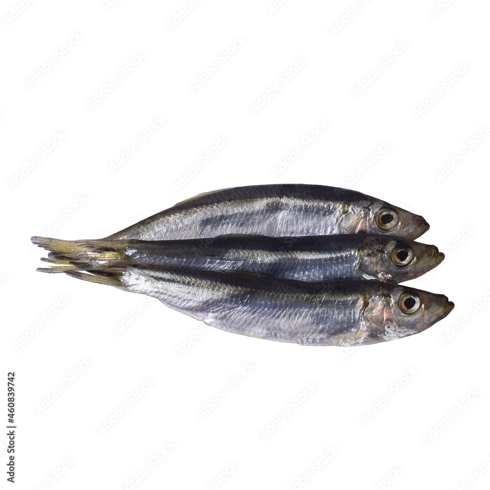 Black sea sprat isolated on a white background. Black sea sprat isolated on a white background.