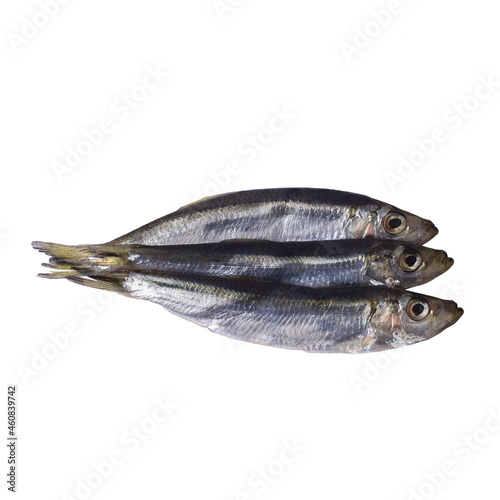 Black sea sprat isolated on a white background.