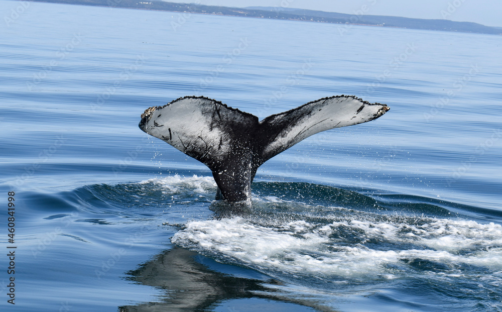 Fototapeta premium dolphin jumping out of water