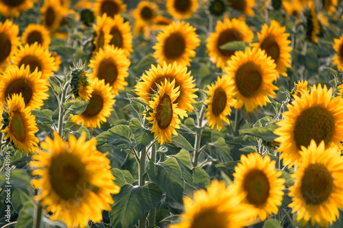 field of sunflowers