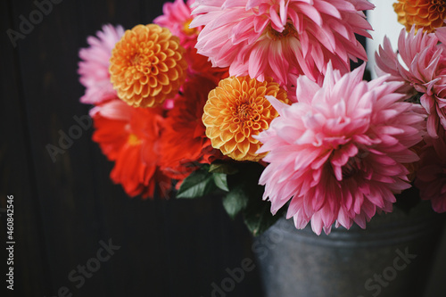 Fototapeta Naklejka Na Ścianę i Meble -  Beautiful pink and red dahlias and asters flowers in metal bucket on on dark background. Autumn season in countryside. Autumn flowers bouquet. Fresh colorful dahlias in rural room