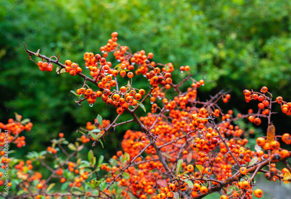 Pyracantha fruit on a branch
