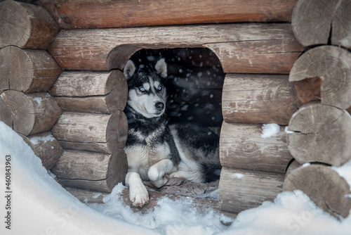 Husky sitting in a kennel during a snowfall