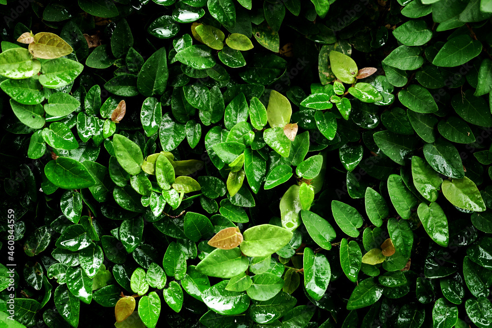 Green plant outdoor garden, leaf tree summer background Green plant outdoor garden, leaf tree summer background