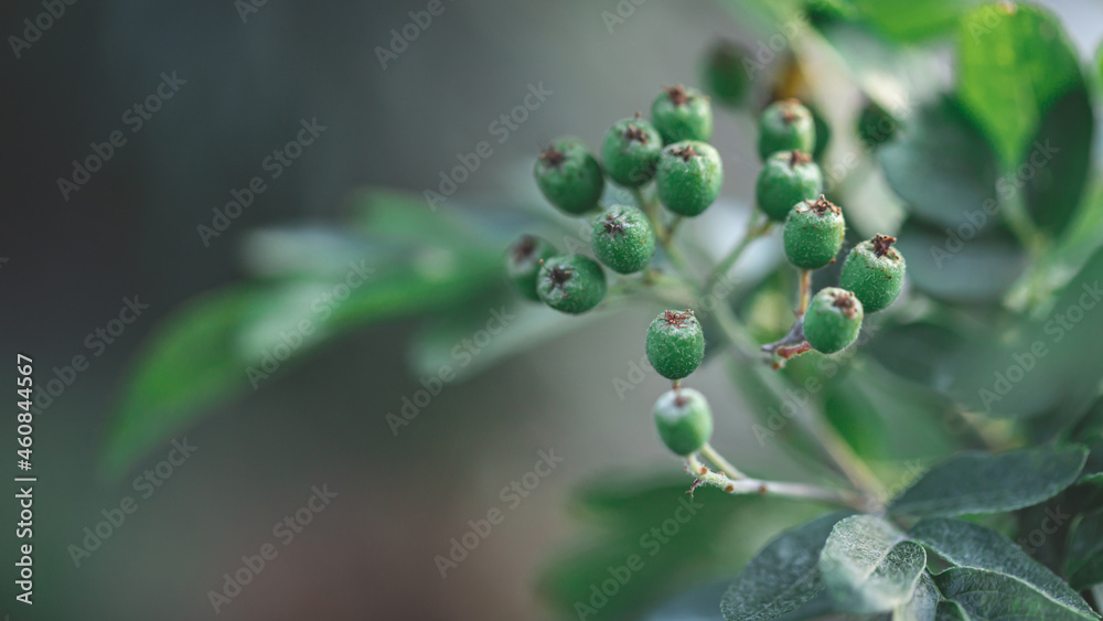 green rowan berries on the rowan tree branches, unripe rowan berries closeup and green leaves green rowan berries on the rowan tree branches, unripe rowan berries closeup and green leaves