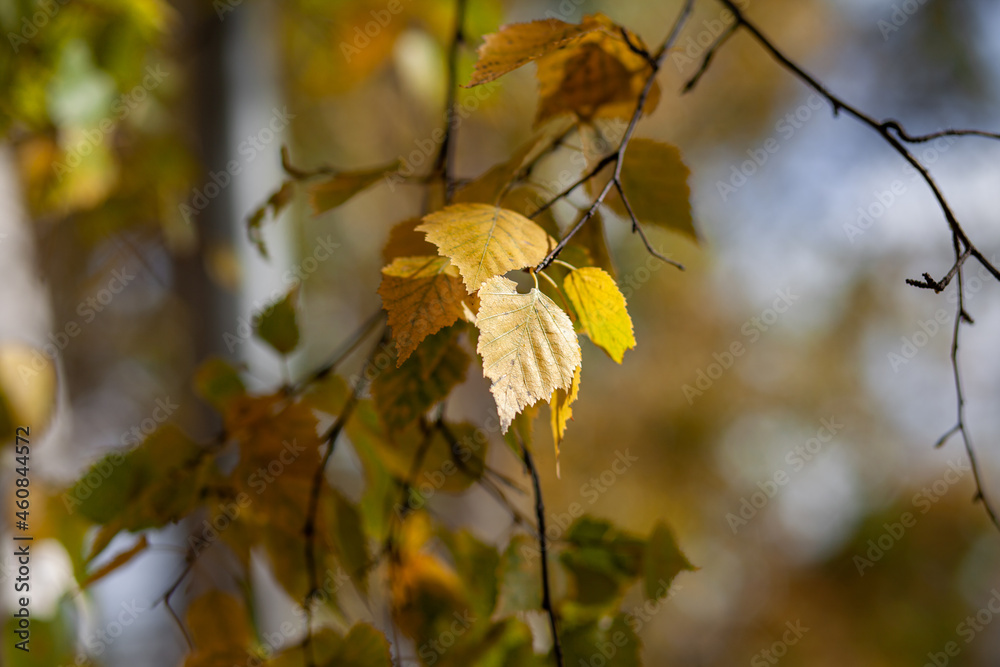 Obraz premium Yellow or dry leaves on tree branches in autumn. Leaves of birch, linden and other trees on the branches. There is an empty space for the text