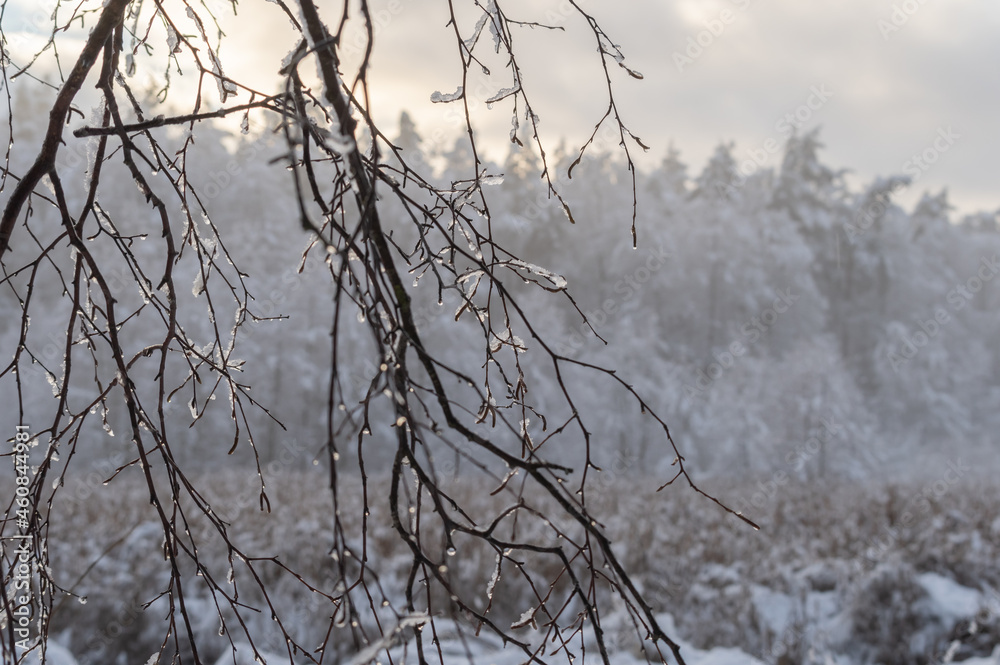 Water drops from melting fresh snow om the tree branches. Sunset over the white forest in the background Water drops from melting fresh snow om the tree branches. Sunset over the white forest in the background