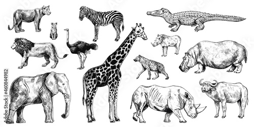 Set african animals isolated on white background. Collection giraffe  elephant  rhinoceros  hippo  buffalo.