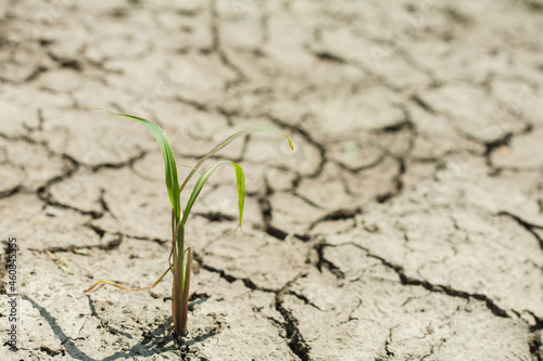 little green plant grow in the cracked earth, Earth suffer from drought