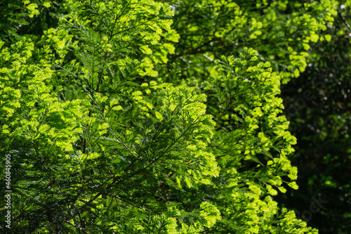 Close-up of green leaves of evergreen Sequoia sempervirens Glauca (Coast Redwood Tree) in Arboretum Park Southern Cultures in Sirius (Adler) Sochi. Nature wallpaper, copy space.