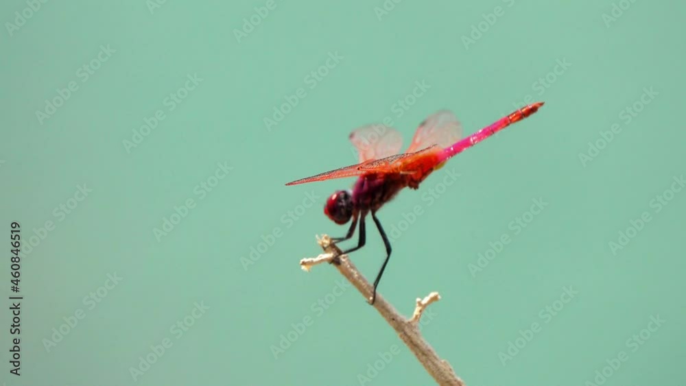 Dragonfly on a wild plant. Dragonfly on a wild plant.