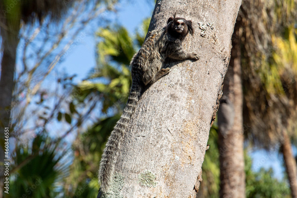 Obraz premium monkey marmoset in a tropical coconut tree in Brazil.