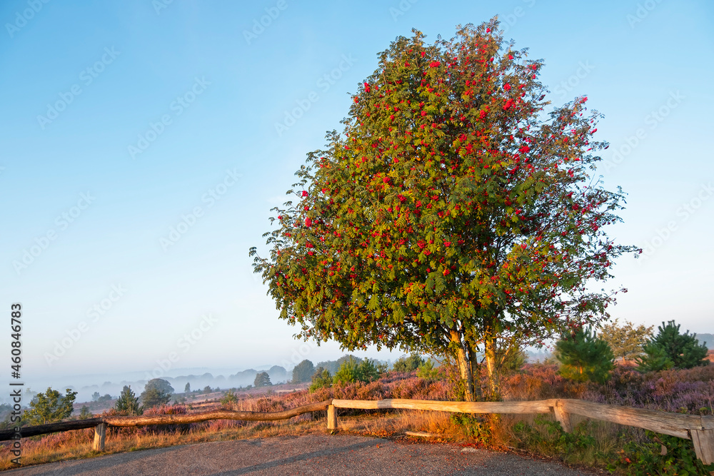 Naklejka premium Wild mountain ash in National Park de Hoge Veluwe in the Netherlands at sunsrise