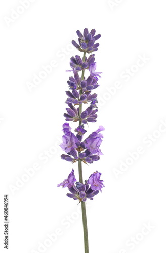  Lavender flowers in field isolated on white background, clipping path