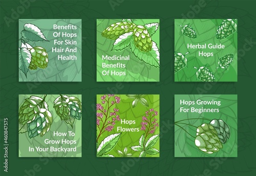 Hops post engraved hand drawn set vector illustration. Collection squared poster green hop plant