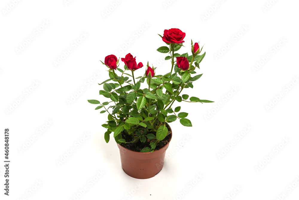 Red roses in a pot isolated on white background.