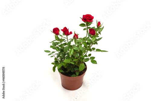 Fototapeta Naklejka Na Ścianę i Meble -  Red roses in a pot isolated on white background.