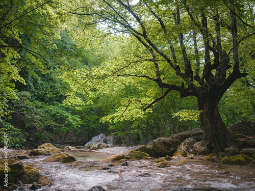 small river deep in the green woods. wonderful springtime scenery of mountains countryside. clear water among forest and rocky shore. wooden fence on the river bank. beautiful old beech by the water