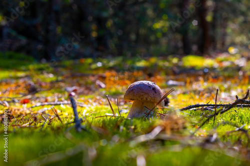 small cep mushroom silhouette in wood