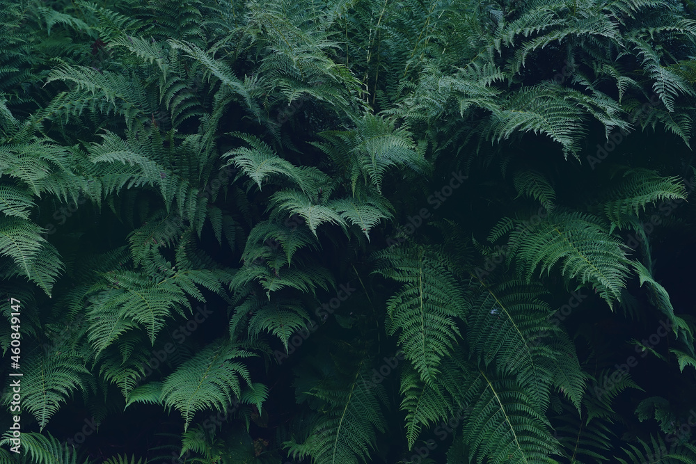 A natural background of beautiful herbaceous plants, similar to a green fern of different colors. thickets of ferns in the mountains. A stylish background,a screensaver for your computer.advertisement A natural background of beautiful herbaceous plants, similar to a green fern of different colors. thickets of ferns in the mountains. A stylish background,a screensaver for your computer.advertisement